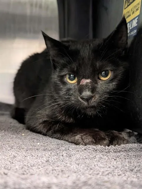 A young medium-sized male Domestic Short Hair cat named Mason for adoption in Dallas, TX