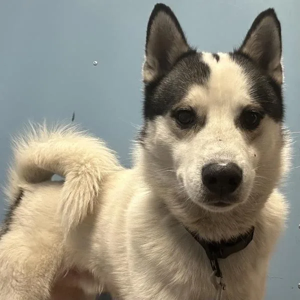 An adult large-sized male Siberian Husky dog named Mcdonald for adoption in San Diego, CA