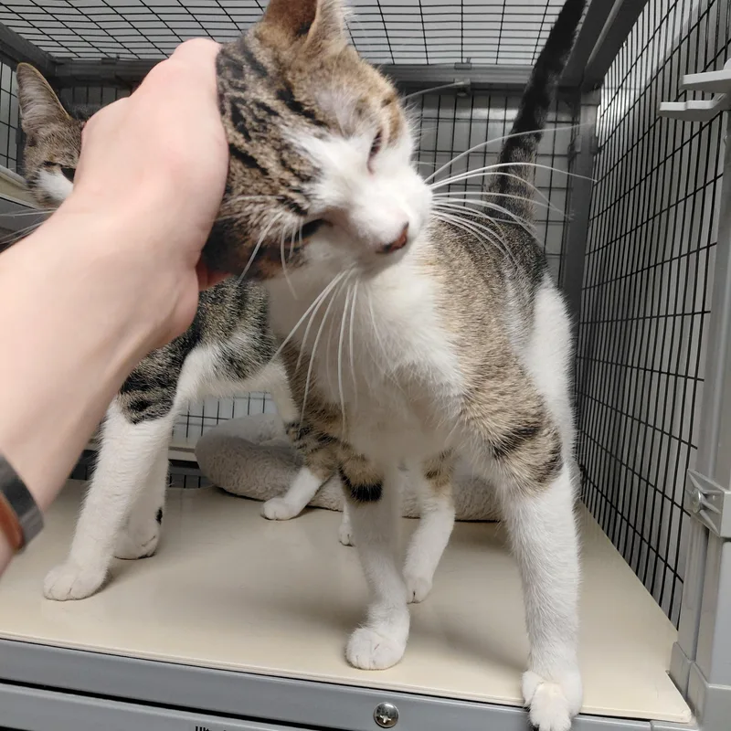 A young medium-sized female White Domestic Short Hair cat named Sugar and Spice for adoption in Littleton, NH