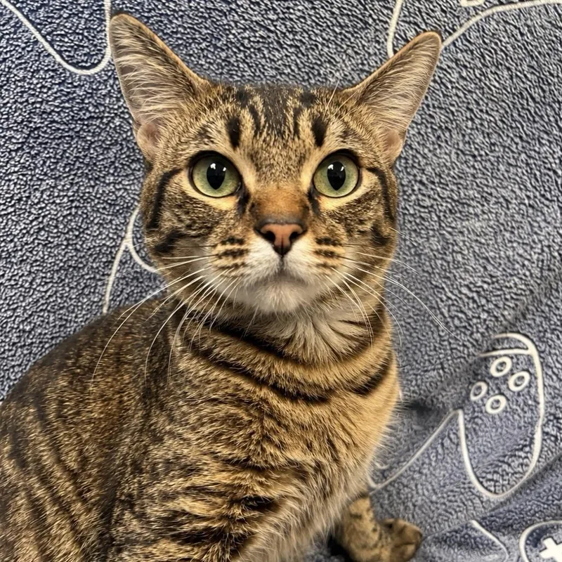 A young large-sized male Brown / Chocolate Domestic Short Hair cat named Prince for adoption in Hawthorne, CA