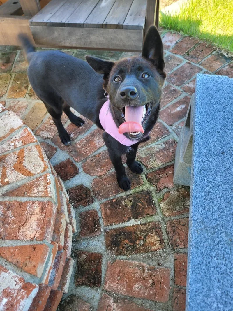 A young medium-sized female Jindo dog named Adele for adoption in Duluth, GA