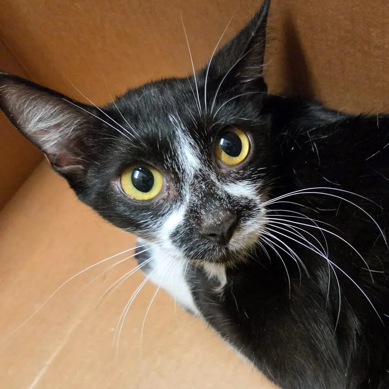 An adult medium-sized female Black Domestic Short Hair cat named Evening Primrose for adoption in Austin, TX