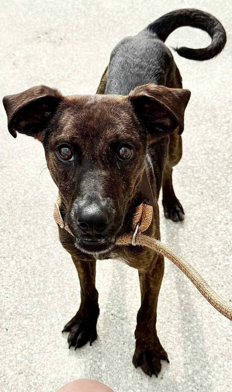 A young medium-sized male Beagle dog named Hops  Training Camp for adoption in Sanford, FL