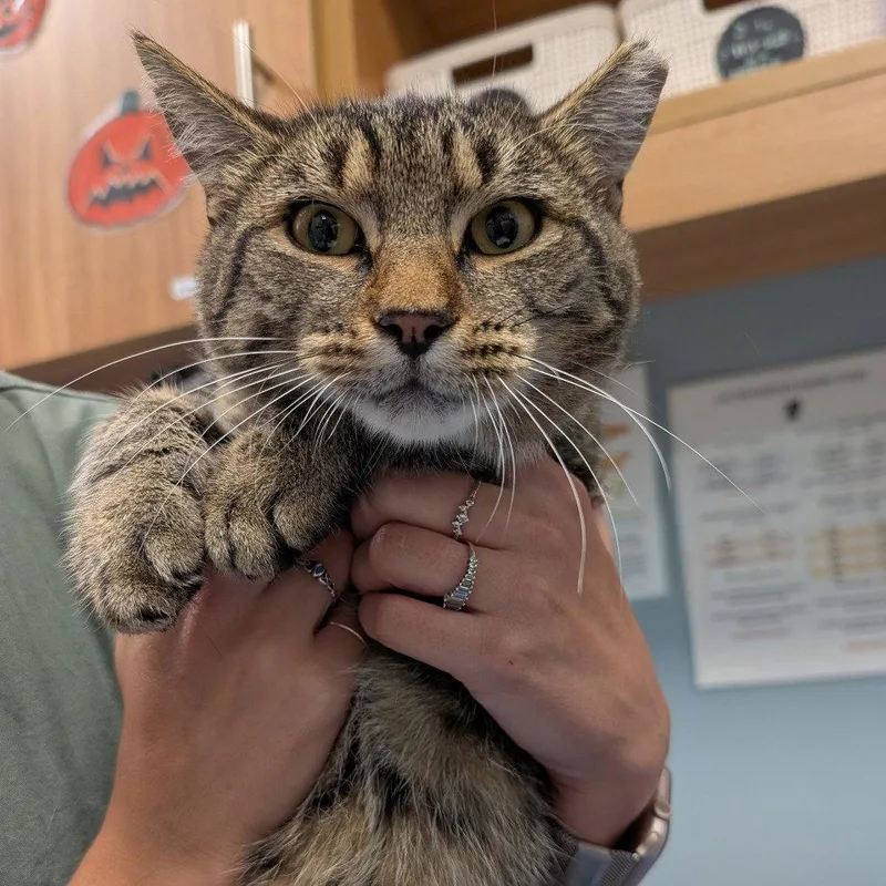 An adult medium-sized male Domestic Short Hair cat named Michi for adoption in New Castle, DE
