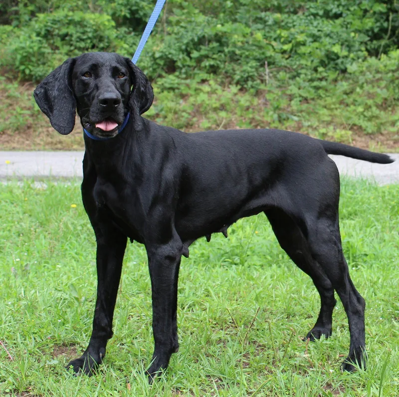 An adult large-sized female Weimaraner dog named Momma Donna for adoption in Prattville, AL