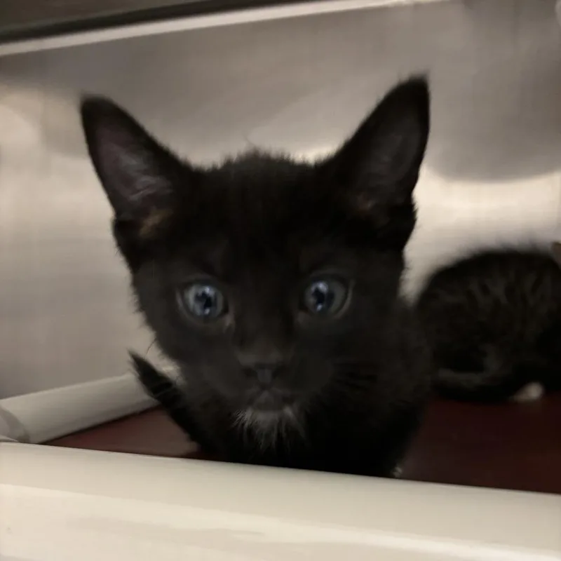 A baby small-sized female Black Domestic Short Hair cat named Farrow for adoption in Kanab, UT