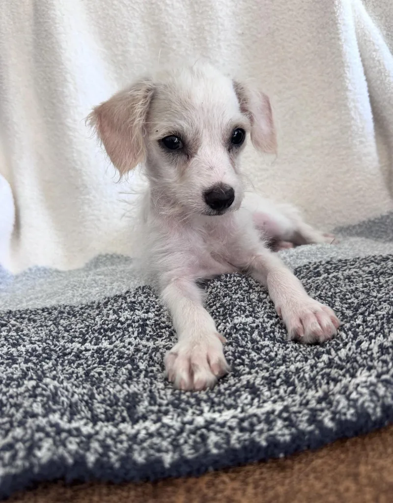 A baby small-sized male Parson Russell Terrier dog named Dash for adoption in San Diego, CA