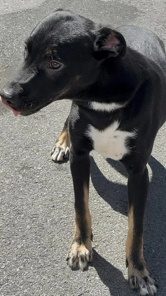A young medium-sized male Mixed Breed dog named Tubby for adoption in Rome, GA
