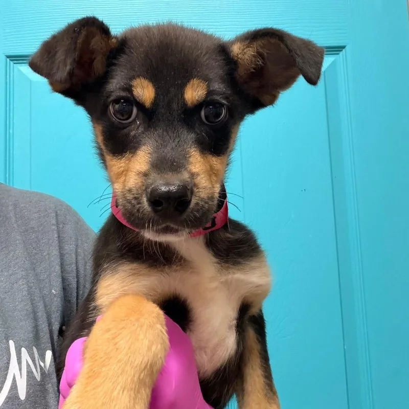 A baby small-sized female Black Hound dog named Dana Sue for adoption in Columbus, GA