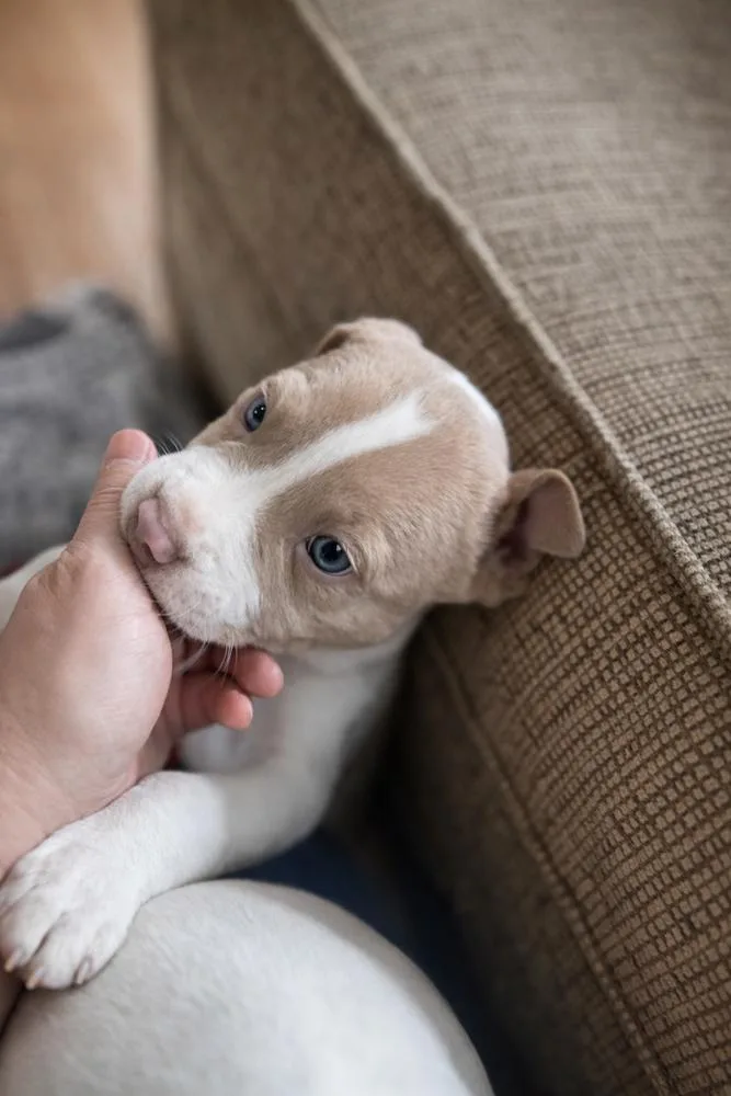A baby medium-sized male White / Cream Mixed Breed dog named Crackle for adoption in Clinton Township, MI