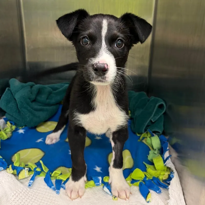 Baja Blast thumbnail 2