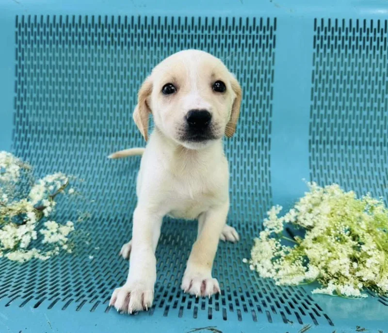 A young medium-sized female Apricot / Beige Labrador Retriever dog named Sadie for adoption in Vicksburg, MS