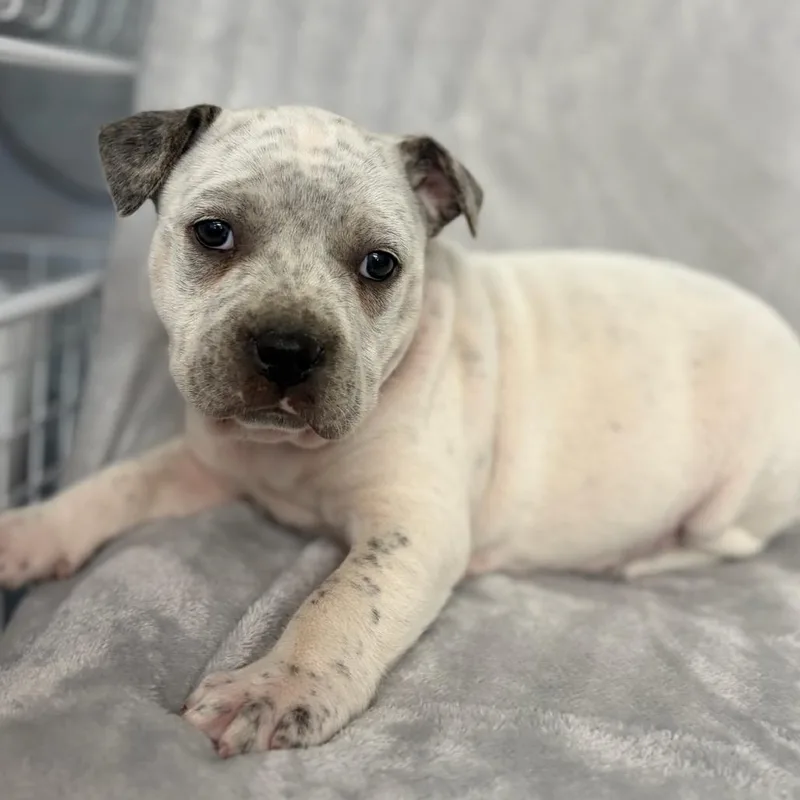 Snickers thumbnail 2