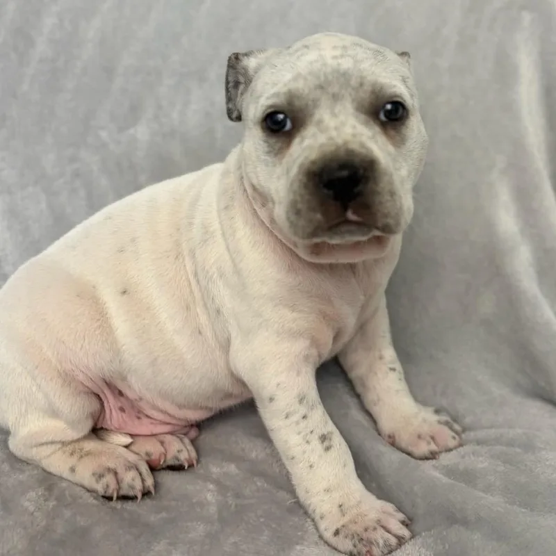 Snickers thumbnail 3