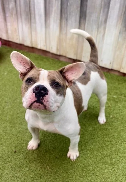 An adult large-sized female Mixed Breed dog named Siggie for adoption in Eugene, OR