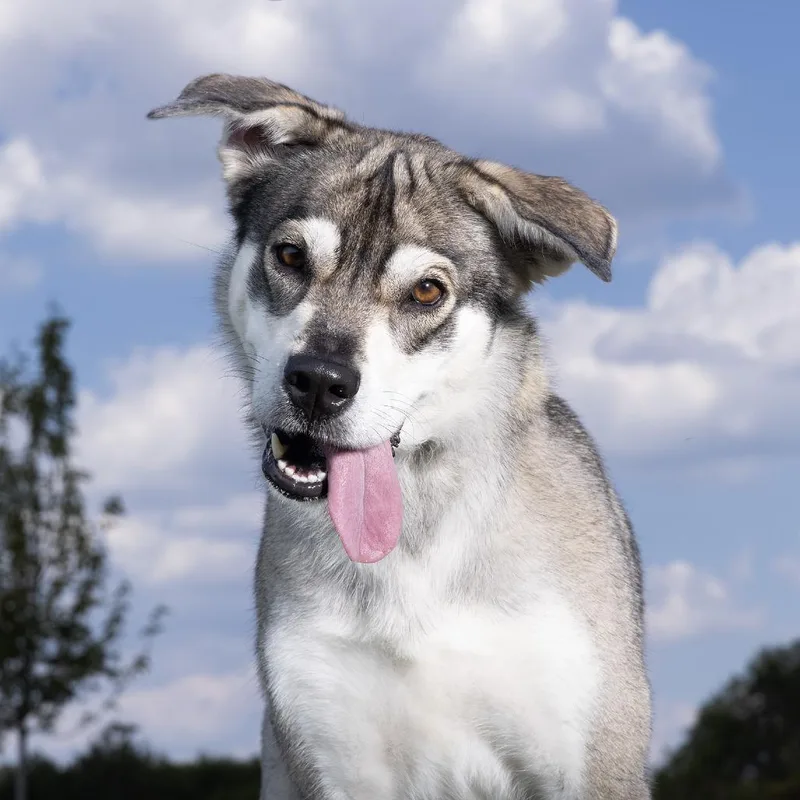 An adult large-sized female Husky dog named Belly for adoption in Franklin, TN