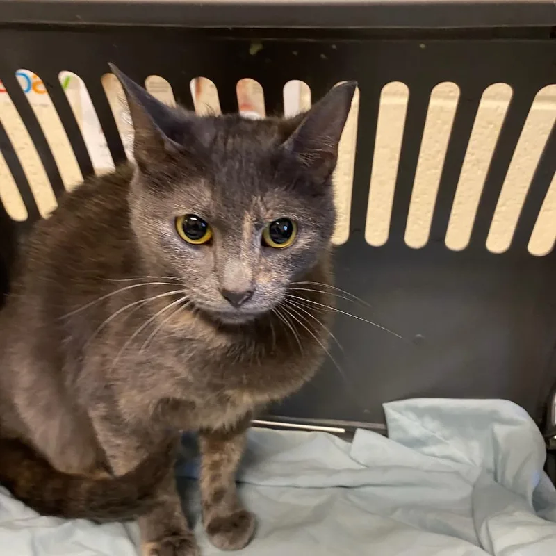 A young medium-sized female Tortoiseshell Domestic Short Hair cat named Rayle for adoption in Memphis, TN