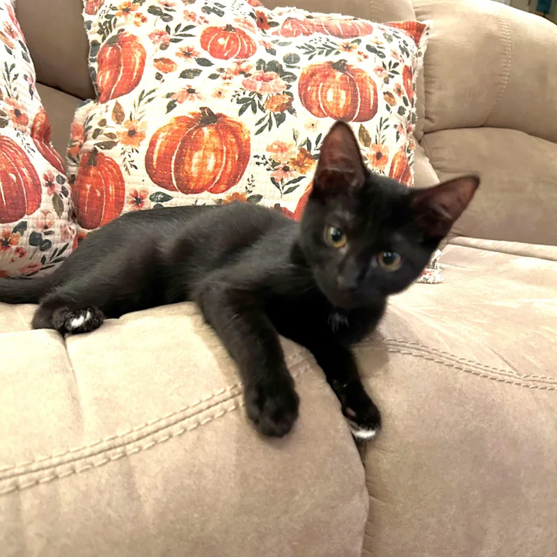 A baby medium-sized female Black Domestic Short Hair cat named Georgette for adoption in Apex, NC