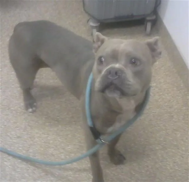 An adult medium-sized male Pit Bull Terrier dog named Draco for adoption in Albuquerque, NM