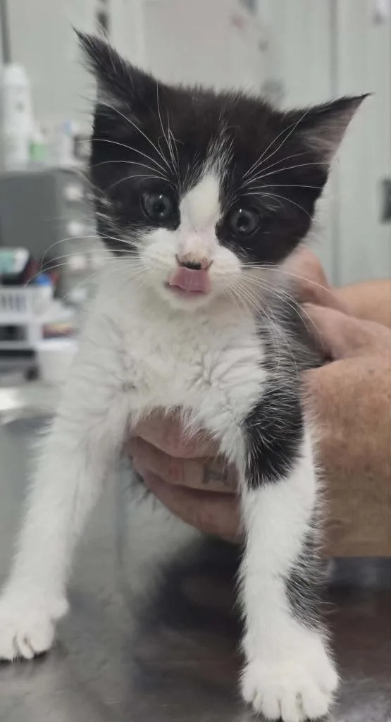 A baby small-sized female Domestic Medium Hair cat named Rhonda for adoption in Hillsdale, IN