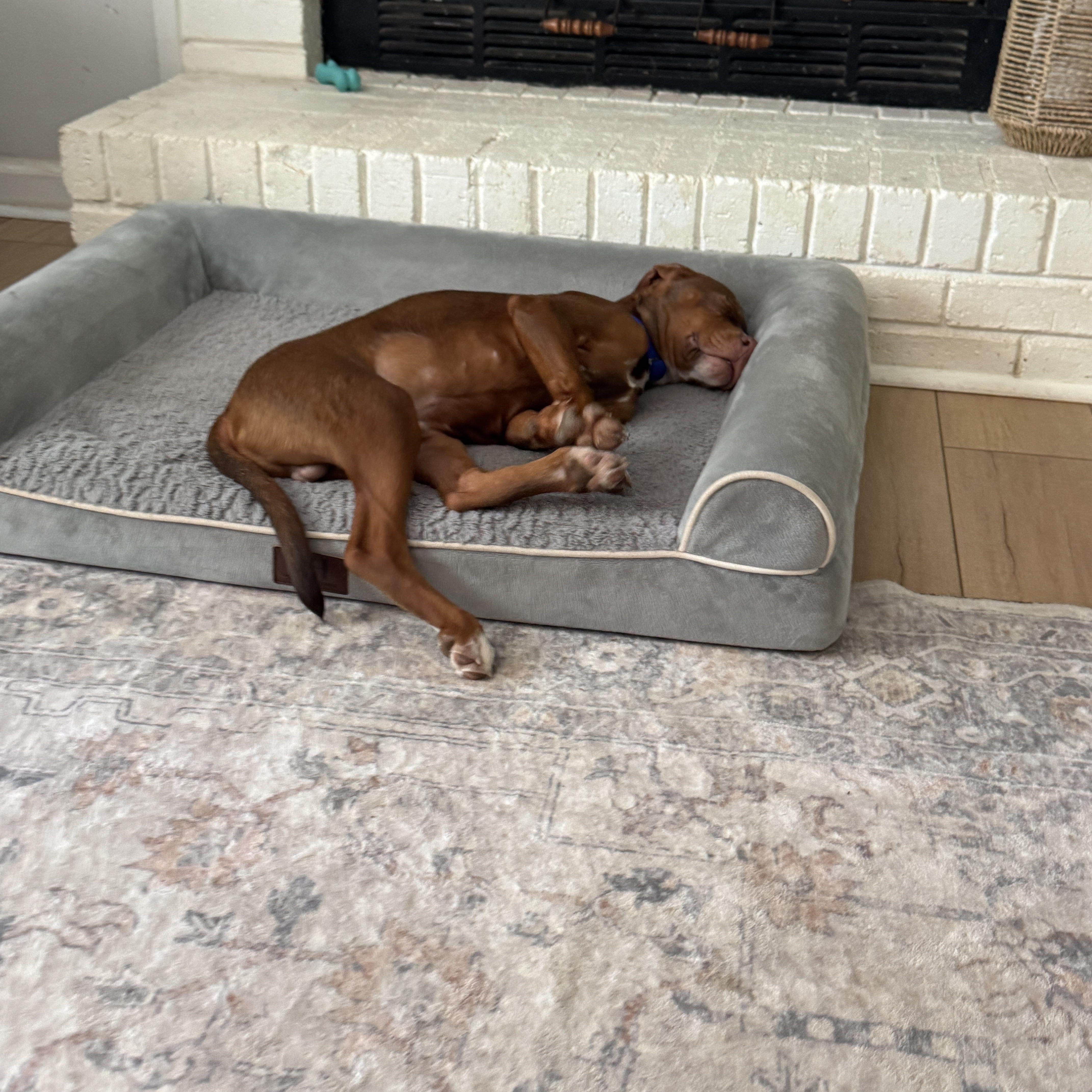 A baby medium-sized male Brown / Chocolate Pit Bull Terrier dog named Monty for adoption in Rock Hill, SC