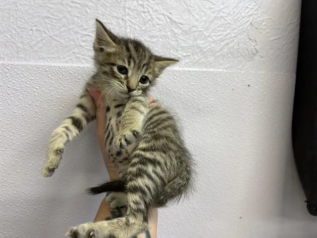 A baby small-sized female Domestic Short Hair cat named Prada for adoption in Fairfield, CA