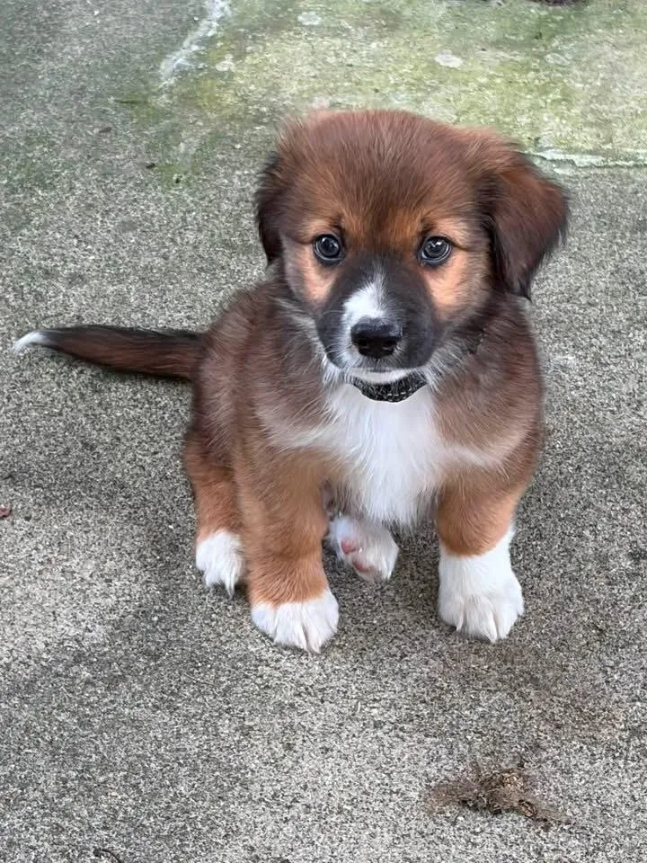 A baby medium-sized male Tricolor (Brown, Black, & White) Australian Shepherd dog named Kili for adoption in Columbus, OH