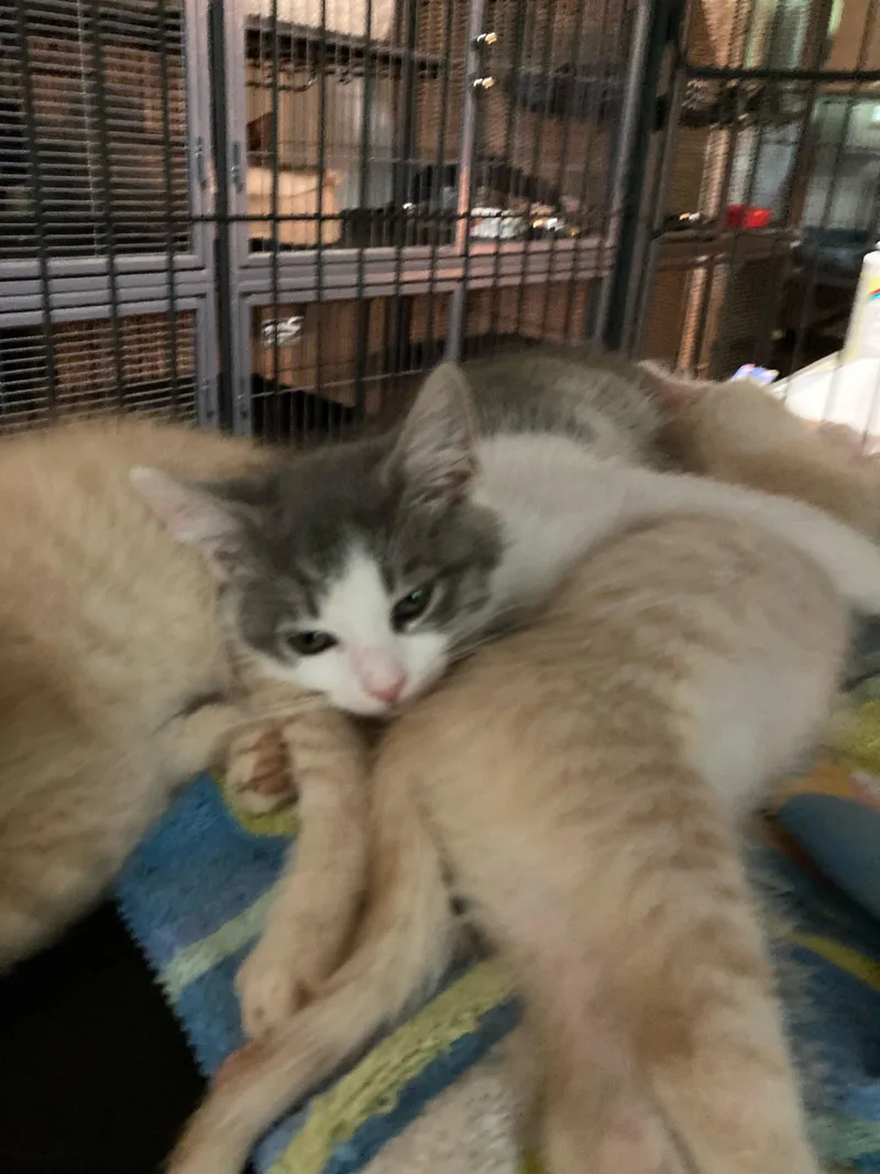 A baby medium-sized male Domestic Short Hair cat named Archie for adoption in Charlotte, NC