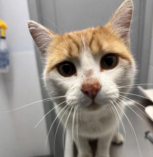 A young small-sized male Domestic Short Hair cat named Peep for adoption in Golden, CO