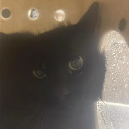 Working Cat Onyx