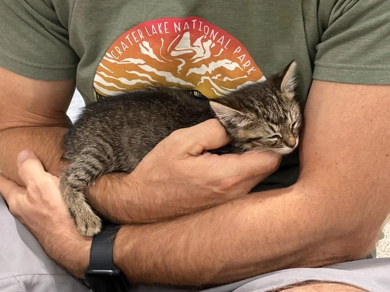 A baby medium-sized female Brown / Chocolate Tabby cat named Indi for adoption in Kennewick, WA