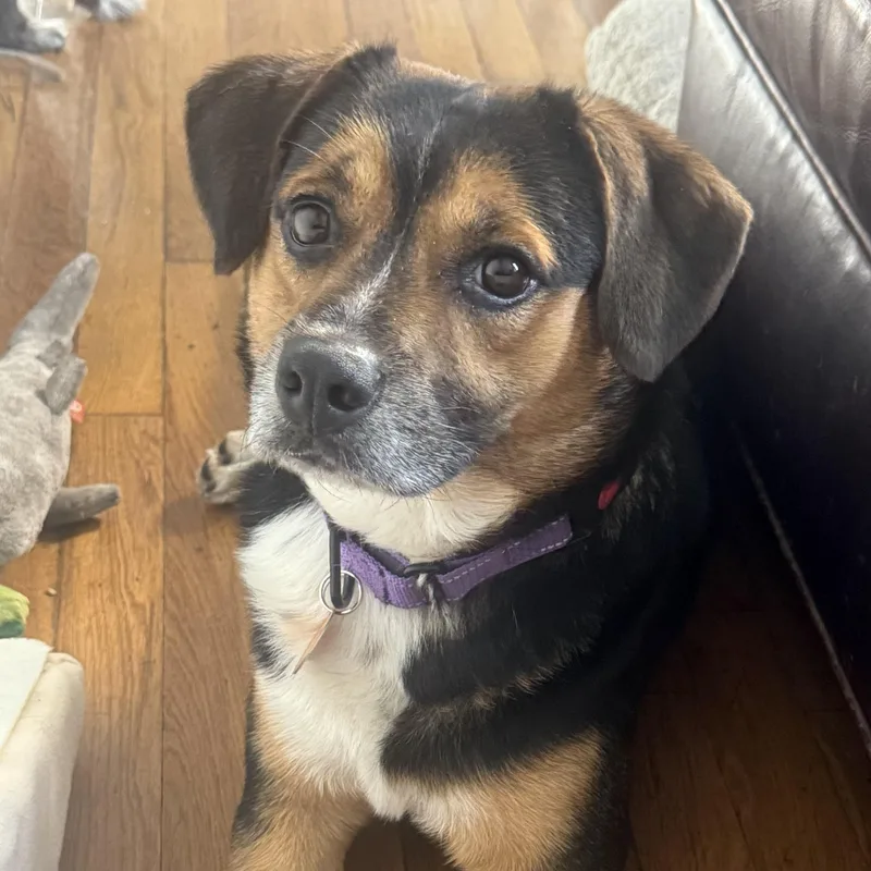 An adult medium-sized male Tricolor (Brown, Black, & White) Beagle dog named Hamish for adoption in Brooklyn, NY