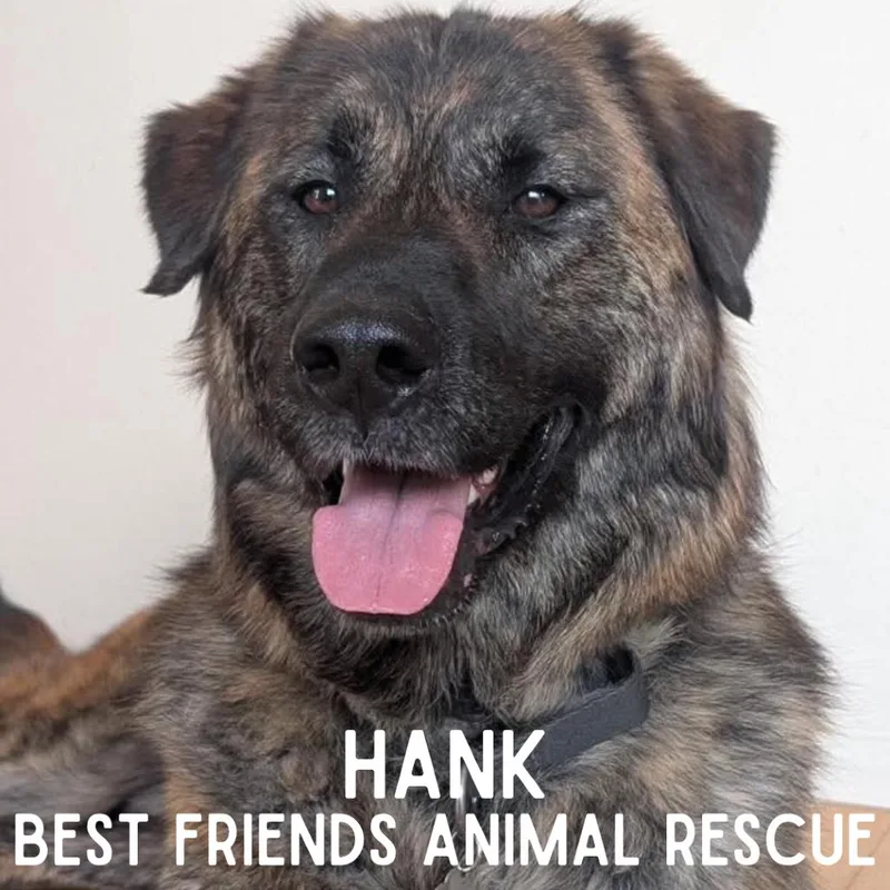 An adult small-sized male Brindle Retriever dog named Hank for adoption in Wasilla, AK