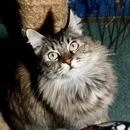 A senior medium-sized female Brown / Chocolate Domestic Long Hair cat named Bailey for adoption in Pasadena, CA