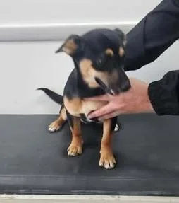 A baby medium-sized female Black Mixed Breed dog named Patty for adoption in Hopkinton, MA