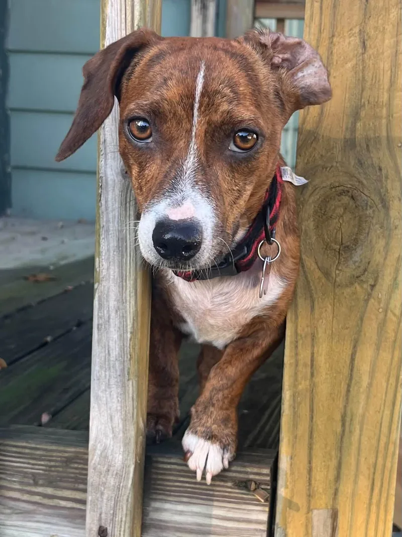 An adult small-sized female Dachshund dog named Candy for adoption in Blackwood, NJ