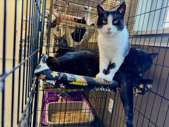 An adult large-sized male Black Domestic Short Hair cat named Phoenix for adoption in Brazil, IN