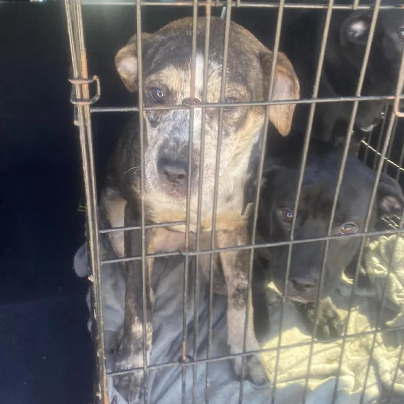 Seraphina thumbnail 2