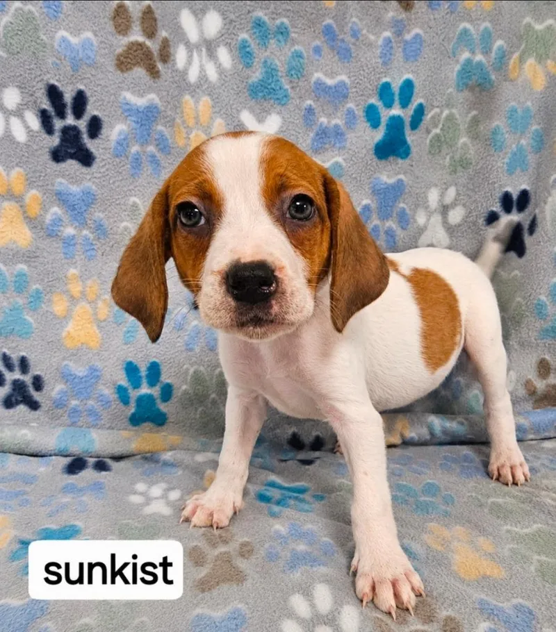 A baby medium-sized male English Coonhound dog named Sunkist for adoption in Wabash, IN
