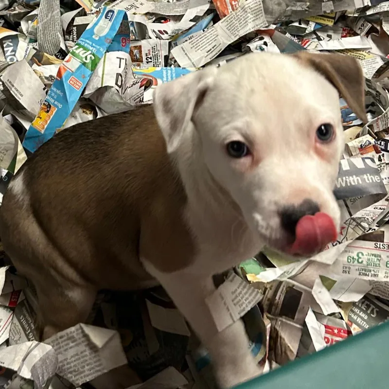 A baby medium-sized female Mixed Breed dog named Choo Choo Cherry for adoption in DeKalb, IL