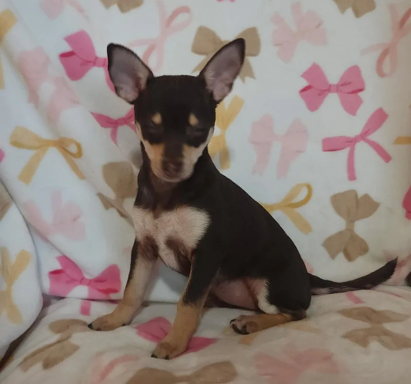 A baby small-sized male Rat Terrier dog named Savoy for adoption in Houston, TX