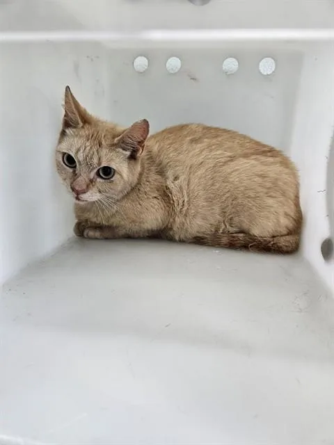 A young small-sized female Domestic Short Hair cat named Wildfire for adoption in Corpus Christi, TX