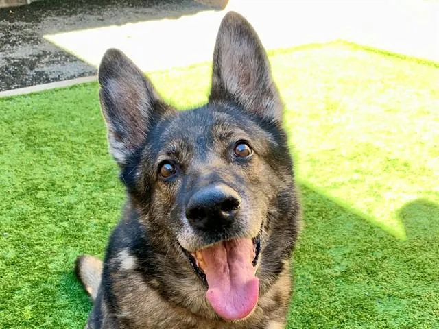 A senior large-sized female Brown / Chocolate German Shepherd Dog named SAVE ME PLEASE Shelby for adoption in San Marcos, CA