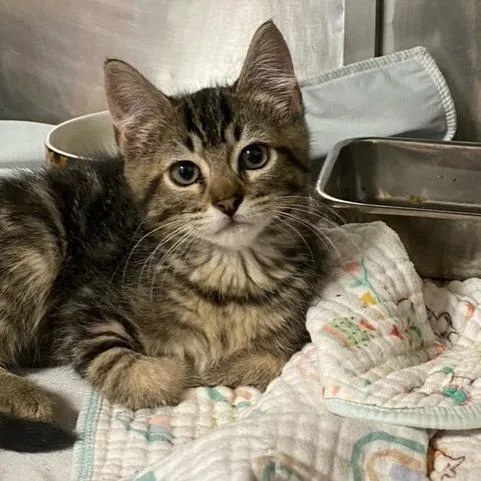 A baby small-sized male Brown / Chocolate Domestic Medium Hair cat named Ford for adoption in Chehalis, WA