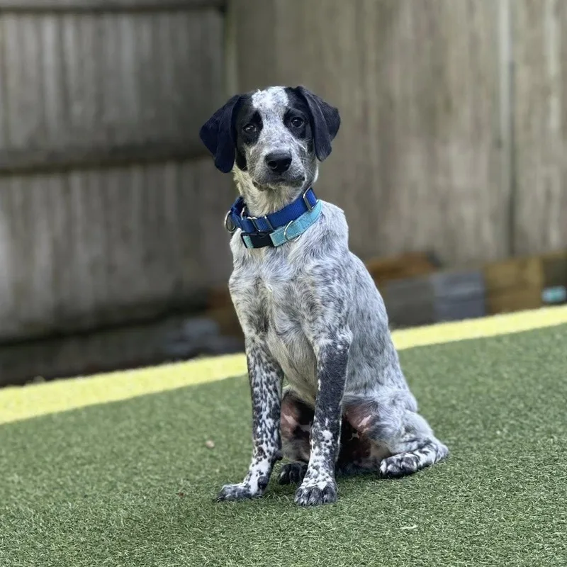 A baby medium-sized male Gray / Blue / Silver Pointer dog named Basil for adoption in Pembroke, MA