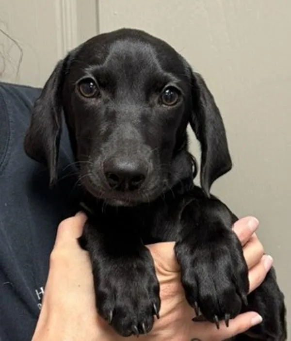 A baby medium-sized female Terrier dog named Noelani for adoption in Littleton, CO