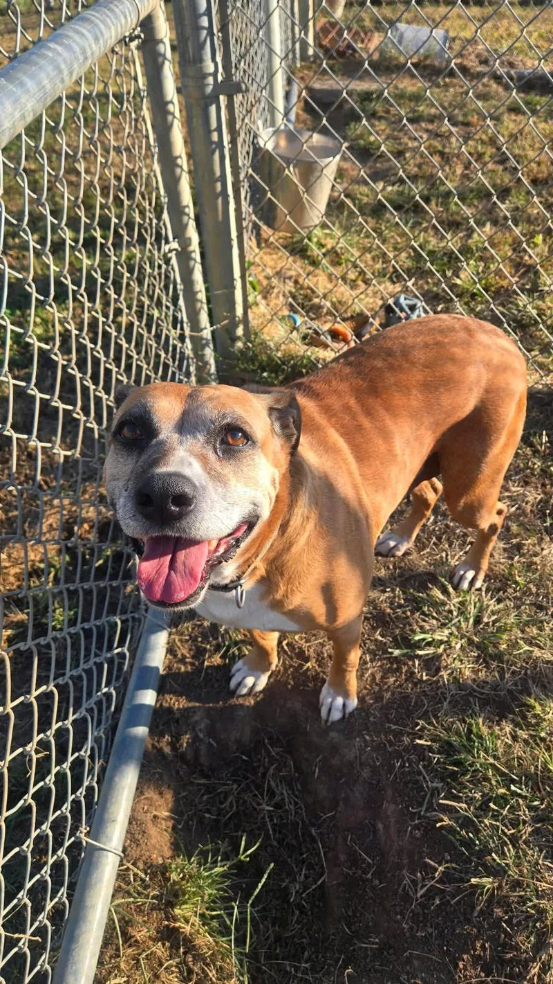 A senior medium-sized female Mixed Breed dog named Daisy for adoption in Windsor, MO
