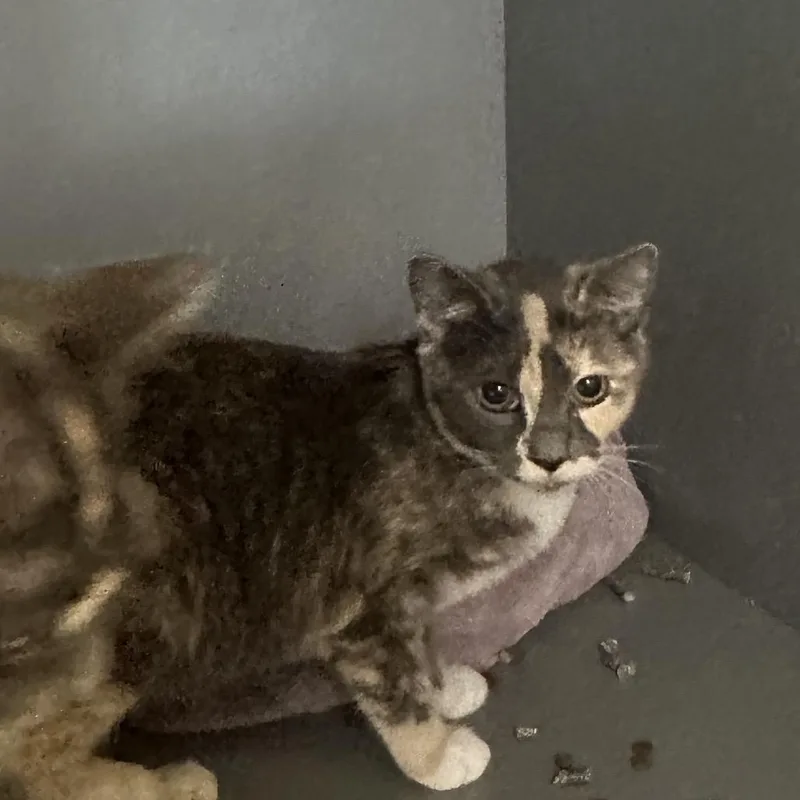 A young medium-sized female Calico American Shorthair cat named Joplin for adoption in Newberg, OR