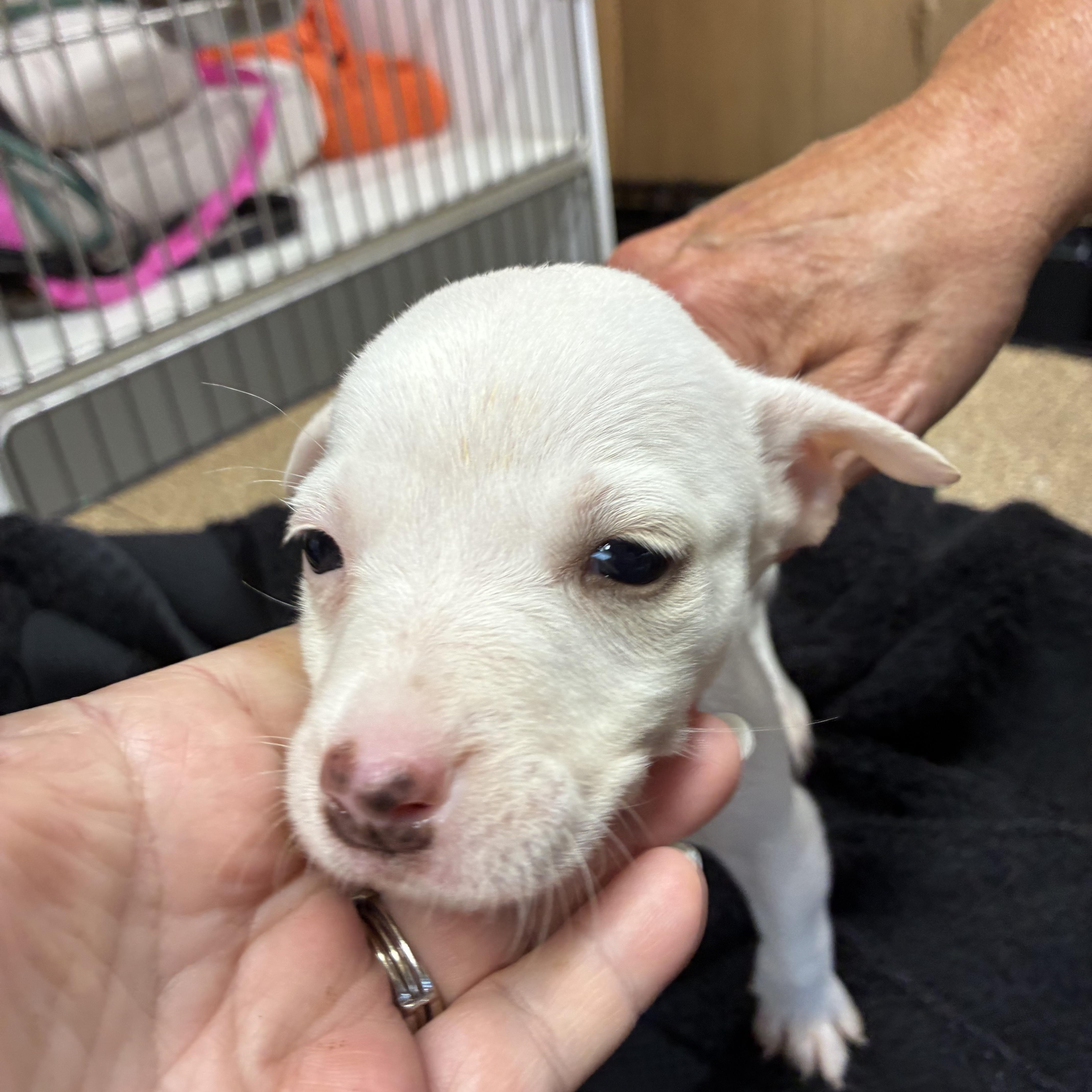 A baby small-sized female Chihuahua dog named Sugar for adoption in Woodruff, SC
