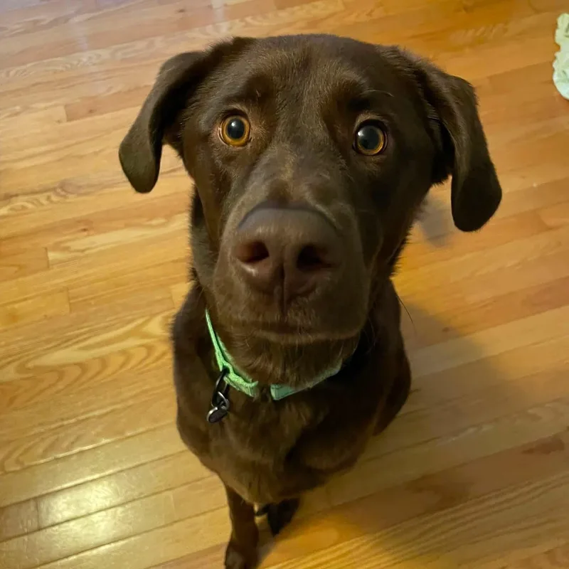 An adult large-sized male Brown / Chocolate Labrador Retriever dog named William for adoption in Elkton, MD